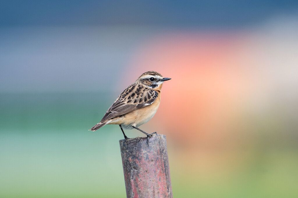 Bedrohtes Braunkehlchen zum Vogel des Jahres 2023 gekürt