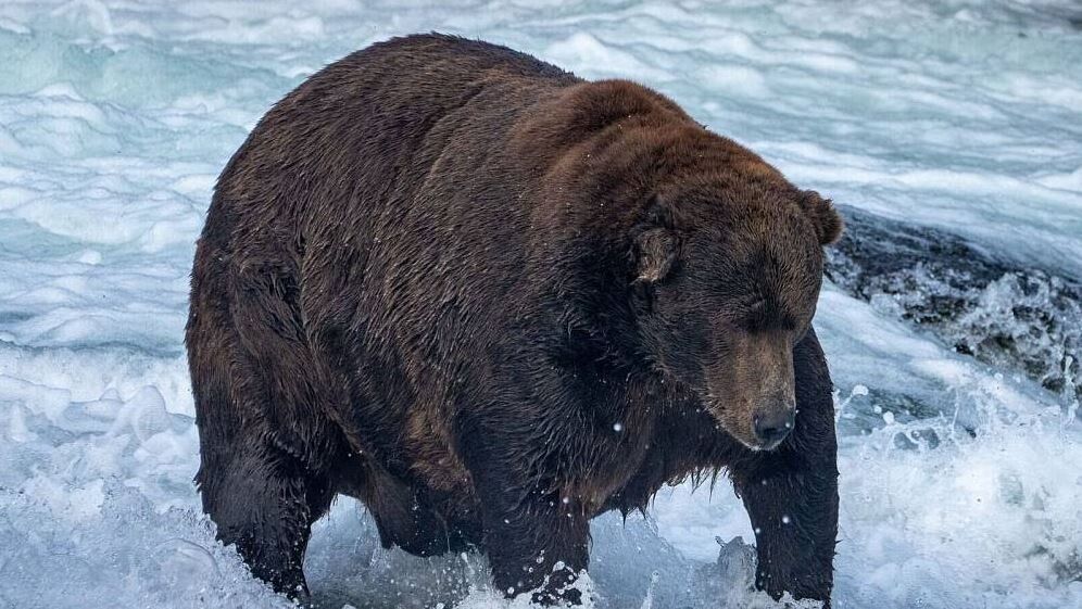 „Jumbo Jet“ gewinnt „Fat Bear“-Wahl