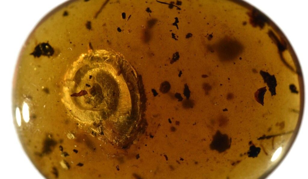 Haarige Schnecke begeistert internationales Forscherteam
