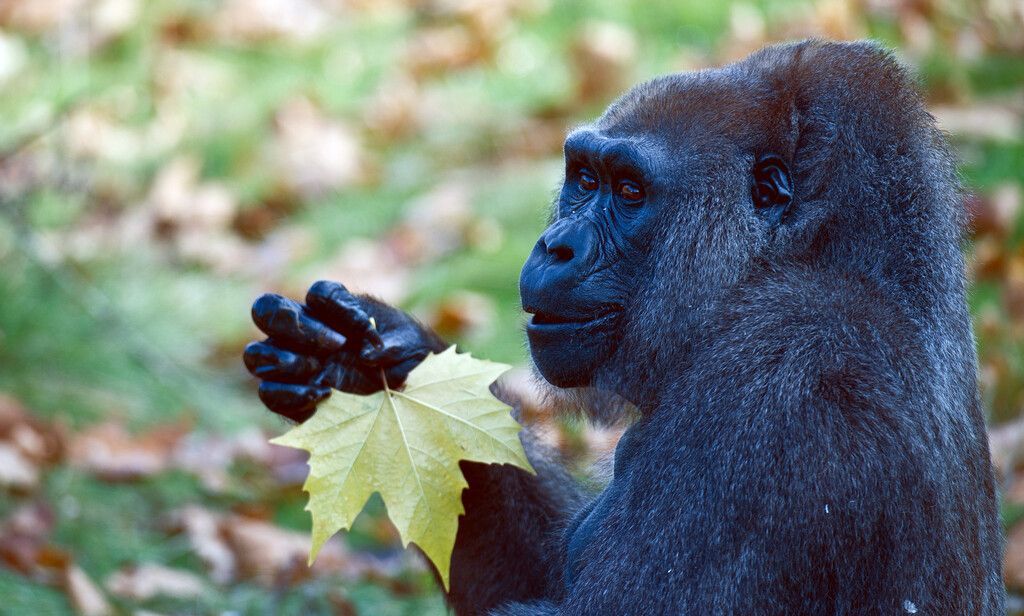 Wildtierbestände sinken drastisch