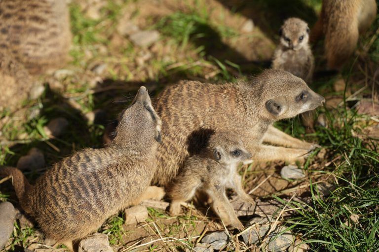 Die Erdmännchen-Familie im Kölner Zoo hat Zuwachs bekommen. Kölner Zoo/W. Scheurer