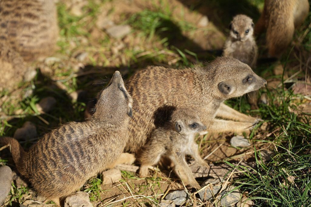 Nachwuchs bei den Erdmännchen