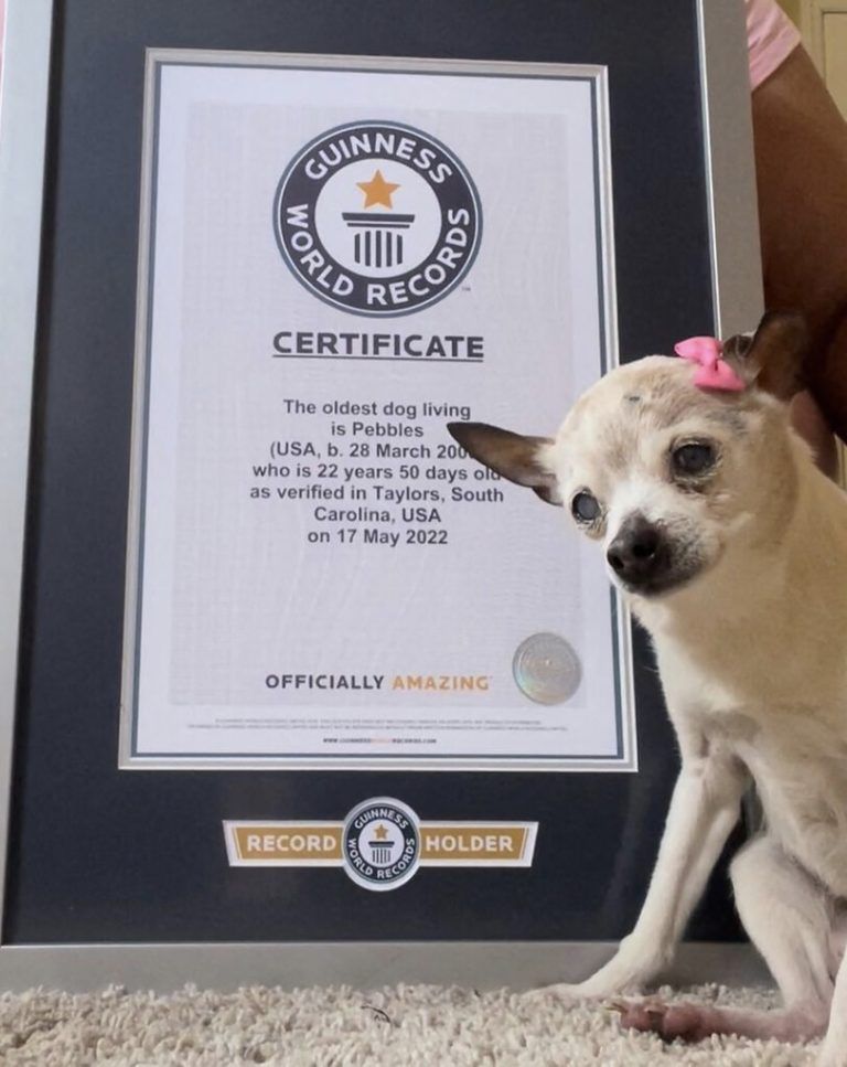 Die Foxterrier-Hündin Pebbles wurde 22 Jahre alt. AFP