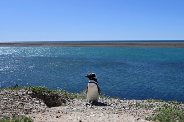 Ein Magellan-Pinguin (Spheniscus magellanicus) ist bei Cantera Valdes in der argentinischen Provinz Chubut zu sehen.  AFP