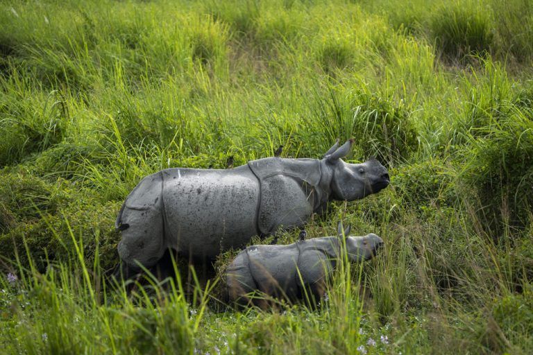 Ein Nashorn-Kalb und seine Mutter grasen im Pobitora Wildlife Sanctuary, das sich außerhalb von Guwahati in Indien befindet. AP