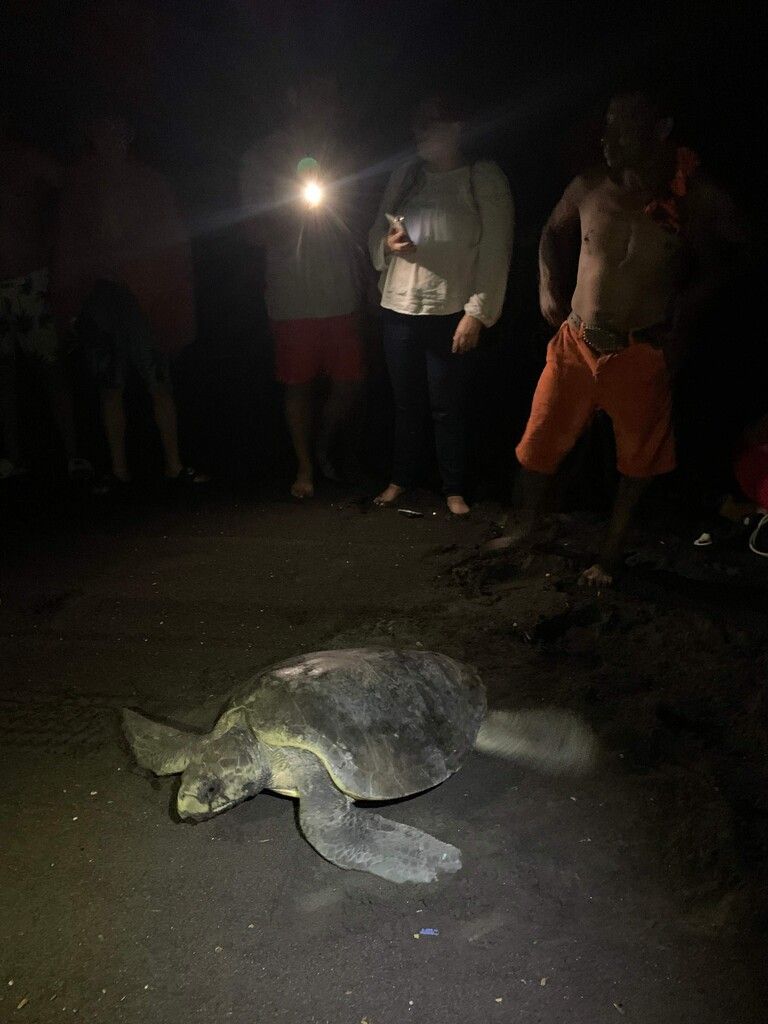 Eine Ridley-Meeresschildkröte ist am Strand von Guatemala unterwegs. Diese Schildkröten stehen unter internationalem Artenschutz. AFP