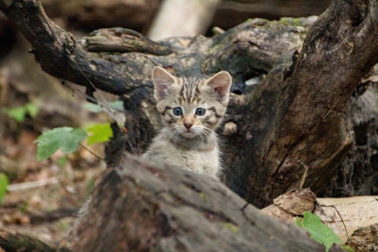 Süße Wildkatze