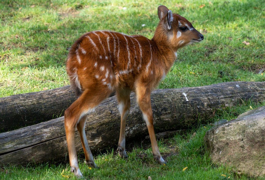 Kleine Antilope