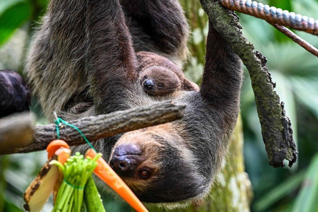Nickerchen auf Mama