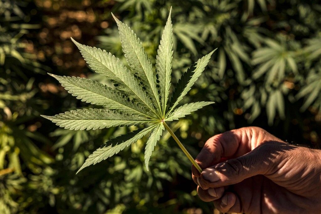 Schlechtes Blatt für Cannabis in Österreich
