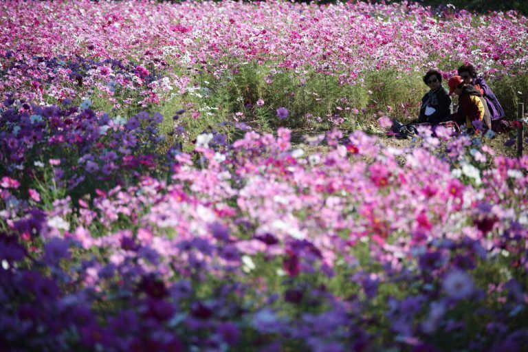 In einem Feld von farbenprächtigen Kosmeen in der südkoreanischen Hauptstadt Seoul genießen diese Frauen ein Picknick. Reuters