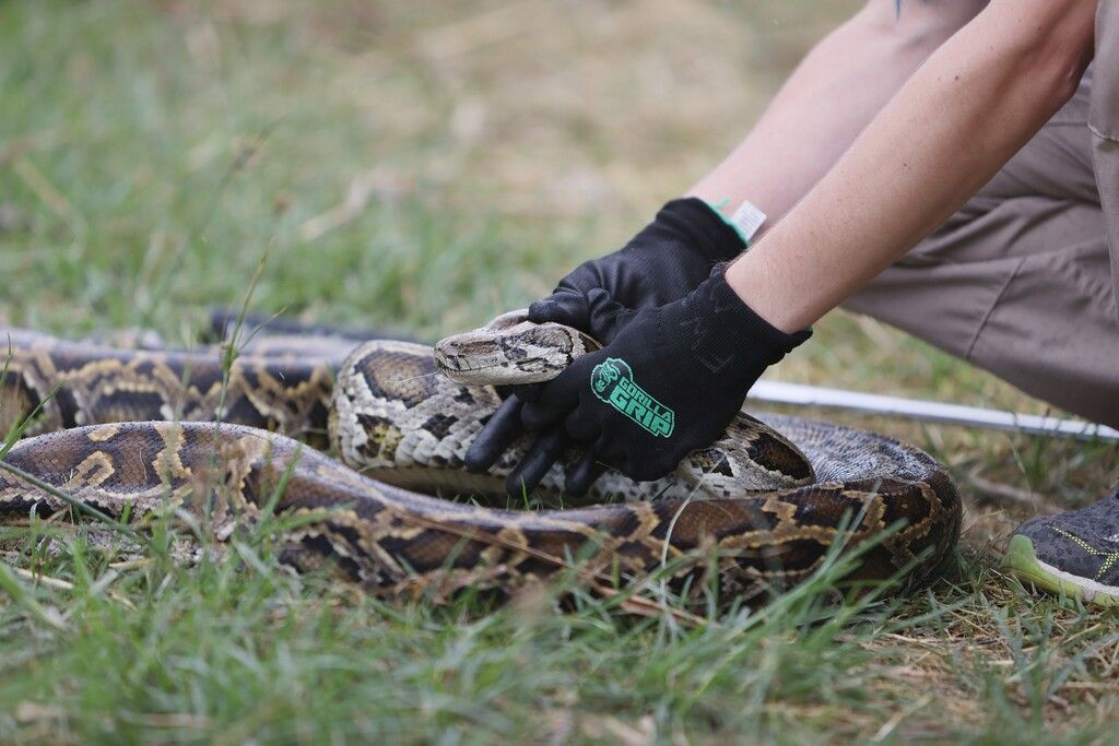 28 Tigerpythons gefangen