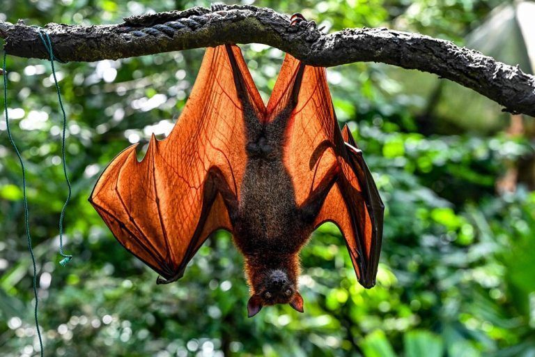 Kopfüber hängt ein Flughund vom Ast eines Baumes im Zoo in Singapur. Es handelt sich um die größten Fledertierarten. AFP