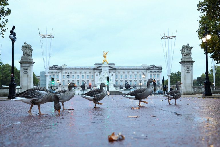 Vor dem Buckingham Palace in London watschelt eine Gruppe Gänse den Weg entlang. Reuters