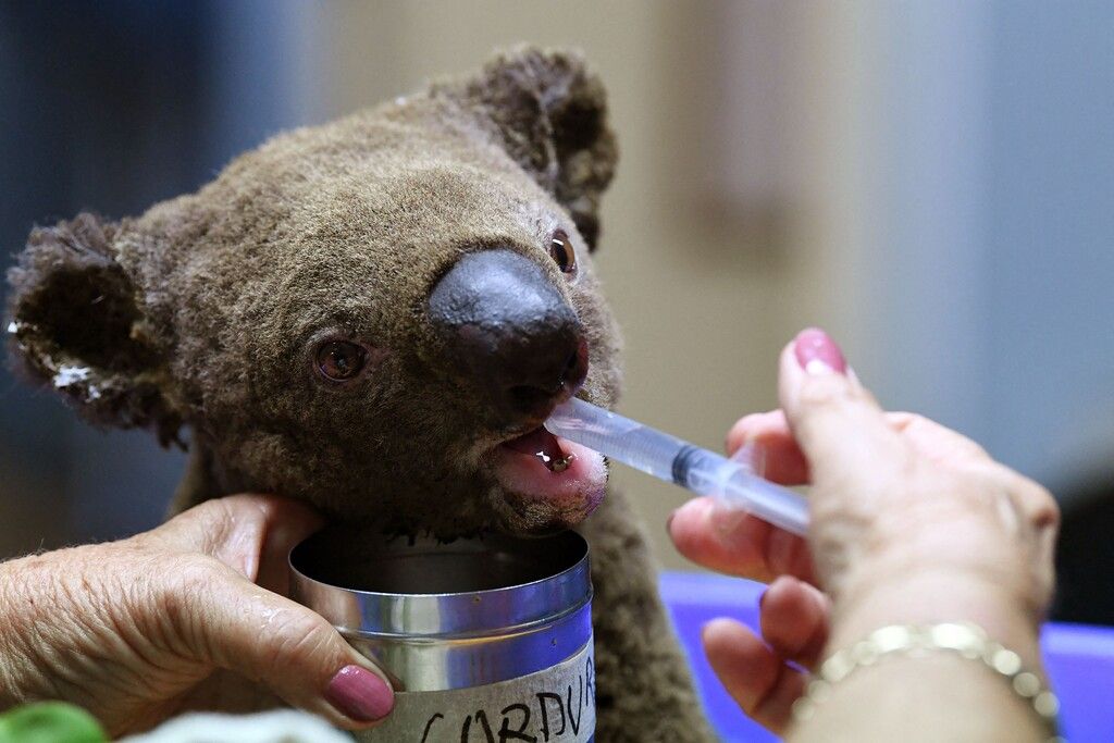 Rettungsplan für Koalas und Co.