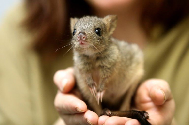 Bürstenschwanz-Felskängurus werden bis zu 60 Zentimeter groß, haben einen langen Schwanz und sind rotbraun. Im Bild: Ein Jungtier, das im Zoo Duisburg geboren wurde.dpa