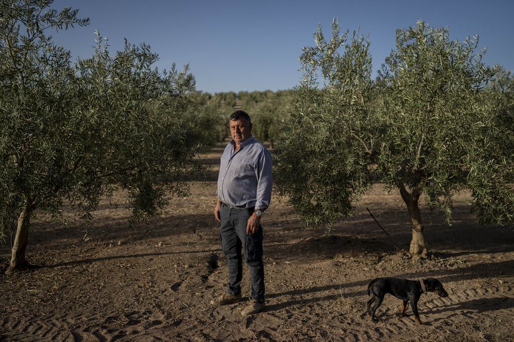 Sorge um spanische Olivenernte