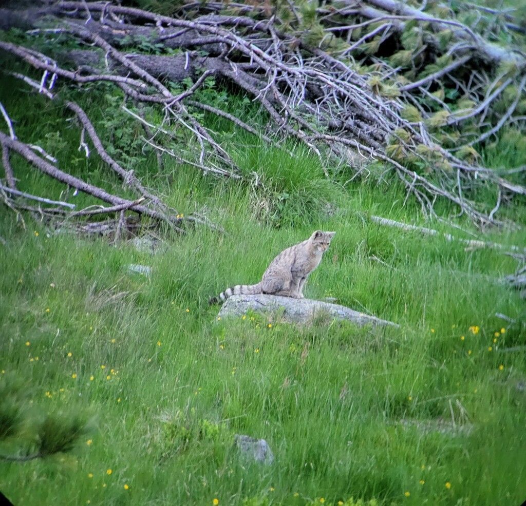 Wildkatze erstmals in Tirol fotografiert