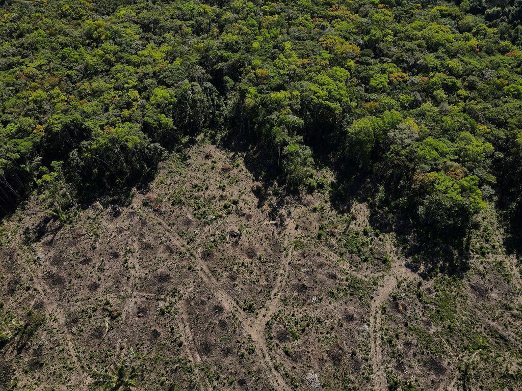 Fast ein Fünftel des Amazonas-Regenwaldes zerstört