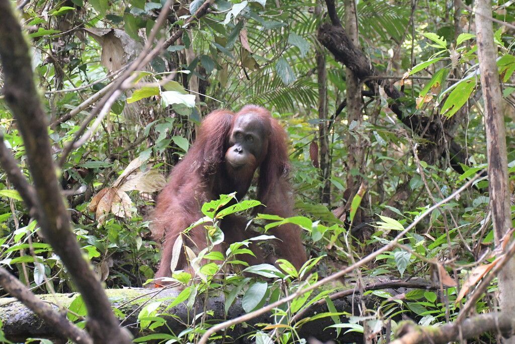 Orang-Utan schreibt Geschichte