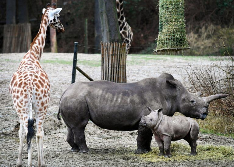 Rhinos in Pose
