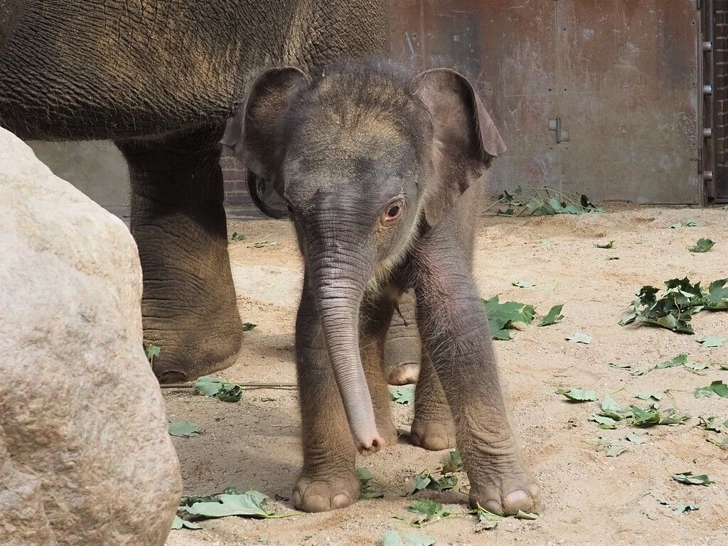 Taufe im Zoo Leipzig