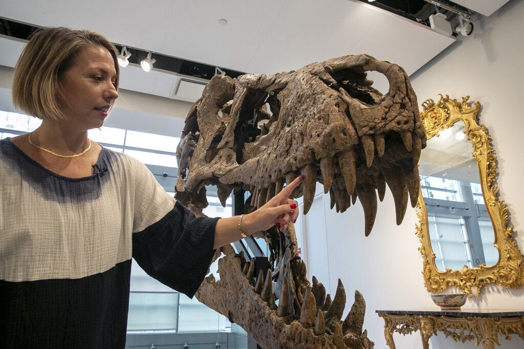 Dinosaurierschädel wird versteigert