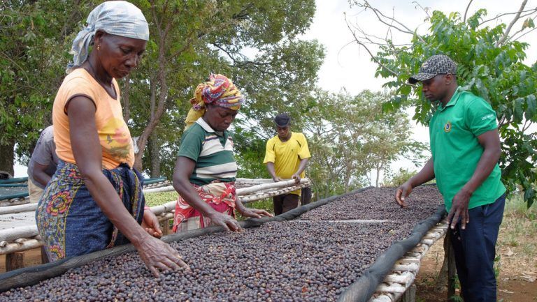 Kaffeeproduzenten sichten getrocknete Bohnen am Berg Gorongosa in Mosambik. Reuters