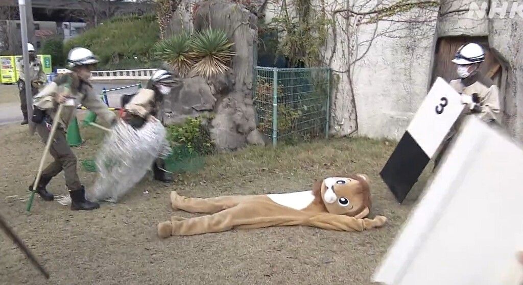 Erdbebenübung im Löwenkostüm: Japanischer Zoo probt den Ernstfall
