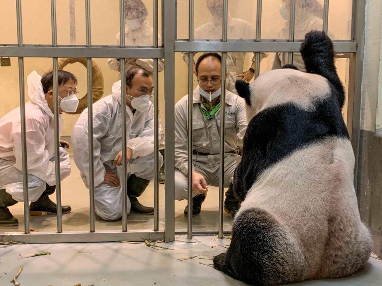 Wer untersucht hier wen? Tierärzte inspizieren den erkrankten Panda Tuan Tuan im Taipei Zoo in Taiwan. Reuters