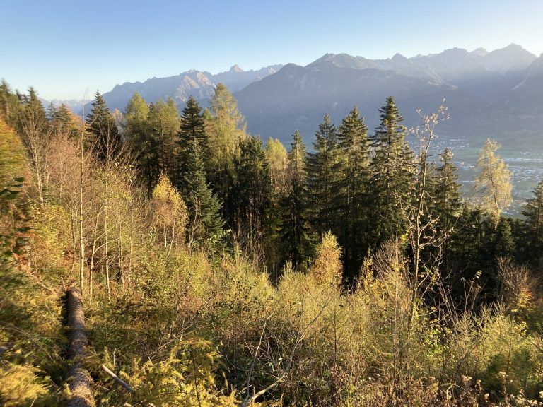 Jungwälder bieten beste Möglichkeiten zur Klimaanpassung, da sie noch viel CO2 aus der Luft für ihr Wachstum entnehmen. Amann