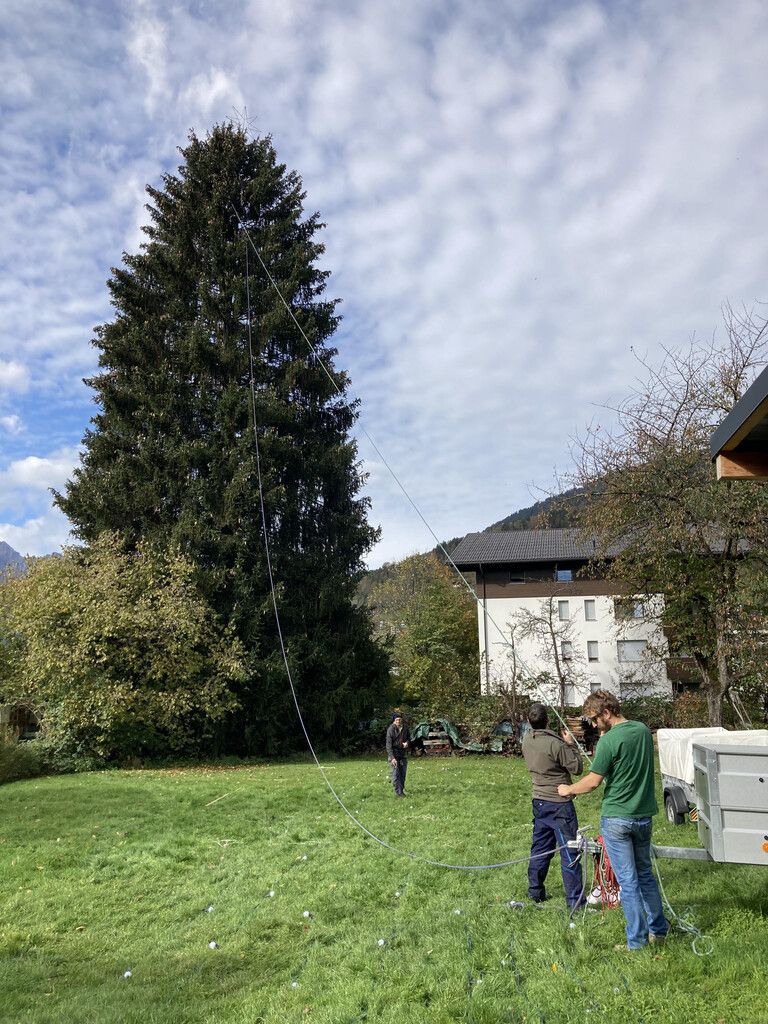 Vom kleinen Bäumchen zum größten Christbaum