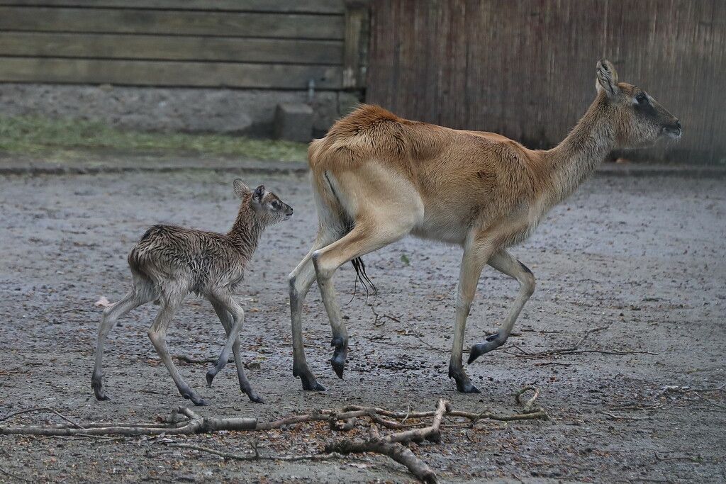 Seltener Nachwuchs im Kölner Zoo