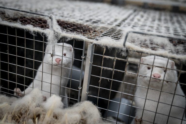 Die Nerzzucht zur Pelzproduktion ist in Dänemark vom 1. Januar an wieder erlaubt. ap