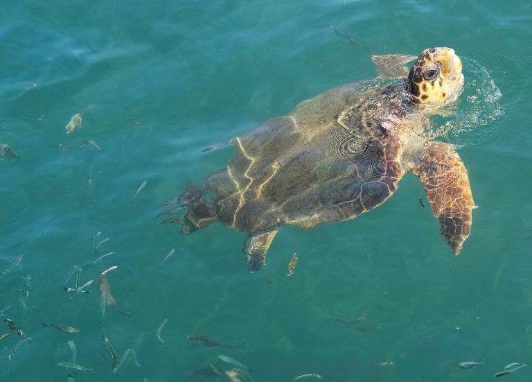 Die Schildkrötendame wurde auf den Namen 