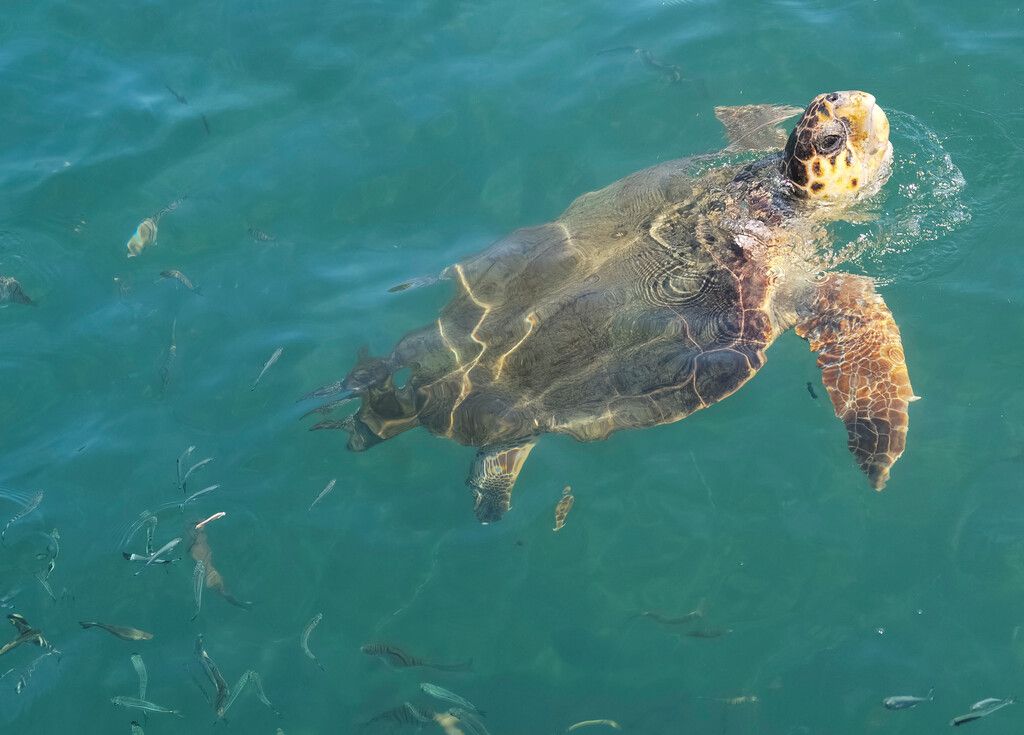 Seltene Schildkröte ist wieder in Freiheit