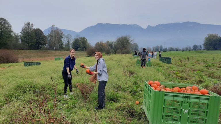 Die Schüler und Schülerinnen halfen bei der Ernte von Hokkaidokürbissen.BG Lustenau