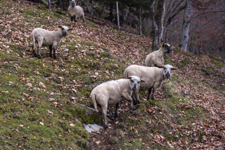 Die Shropshire-Schafe sind als Öko-Rasenmäher im Einsatz und das ganze Jahr draußen unterwegs.
