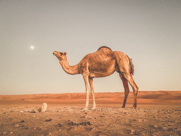Dromedare kann man im Oman oft auch noch in freier Wildbahn sehen.Beate Rhomberg