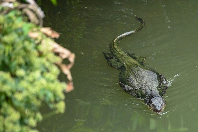 Ein Bindenwaran (Varanus salvator) jagt in einem See in Gardens by the Bay, einem großen Parkgelände in Singapur, nach Nahrung. AFP