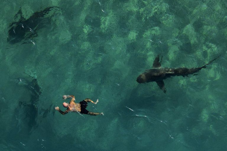 Ein Sandbankhai schwimmt neben einem Schnorchler vor der Küste von Hadera, Israel. Sie gelten für Menschen als nicht gefährlich. AP