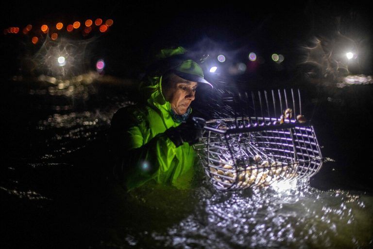 Eine „Mariscadora“ (Schalentiersammlerin) kontrolliert den Fang während sie in der Noia-Mündung in Nordwestspanien Herzmuscheln sammelt. In der Vergangenheit galt dies nicht als Arbeit und es gab keine Arbeitnehmerrechte. AFP