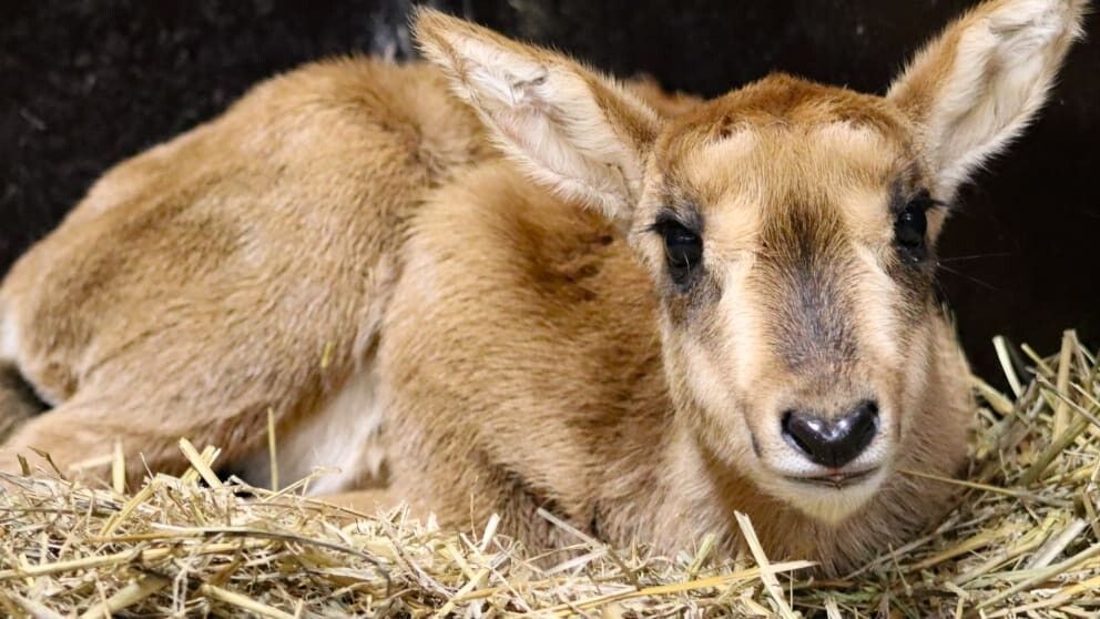 Kleine Antilope