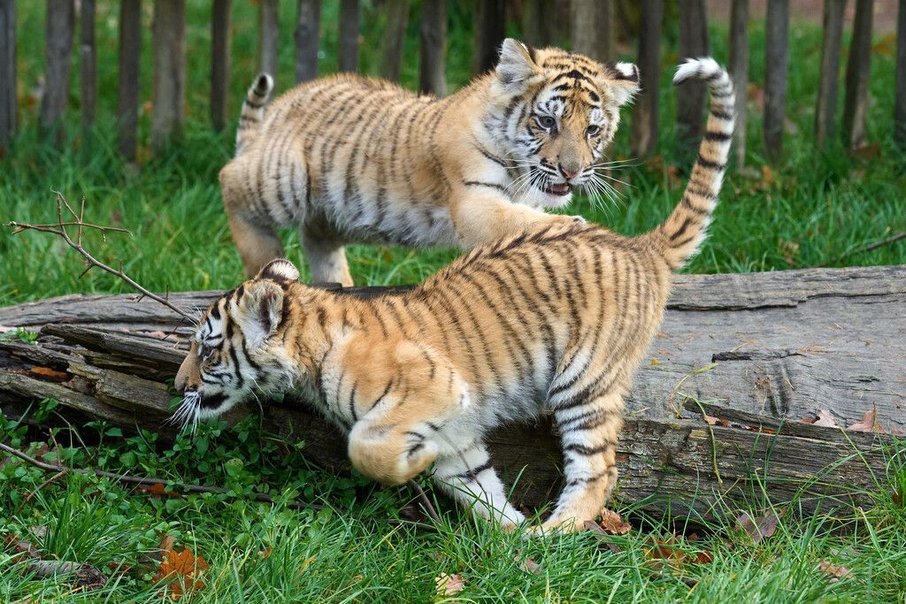 Verspielte Tigerkinder