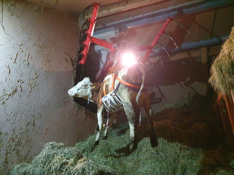 Hohenweiler: Kuh büxte auf Dachboden eines Hofs aus. »A12