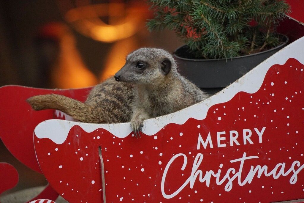 Tierische Bescherung