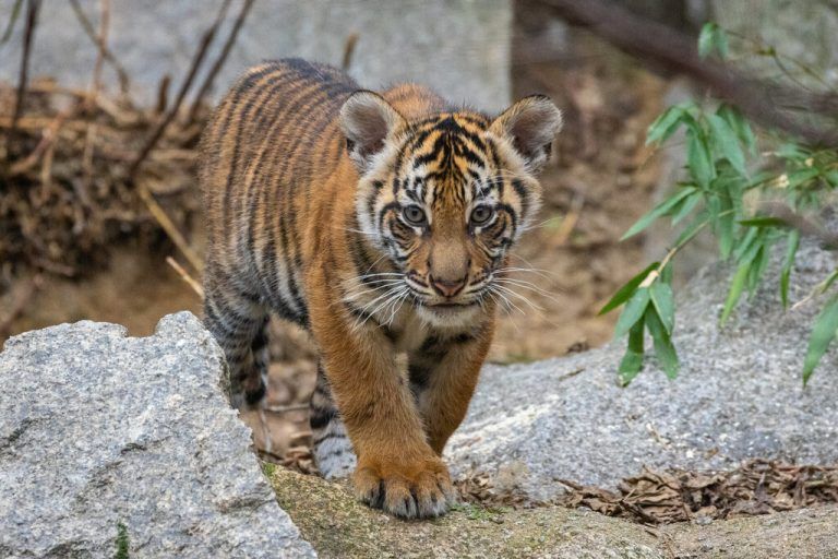 Doppeltes Tigerchen