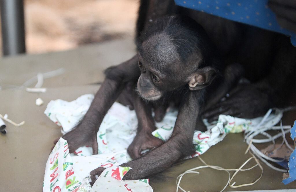 Tierische Geschenke