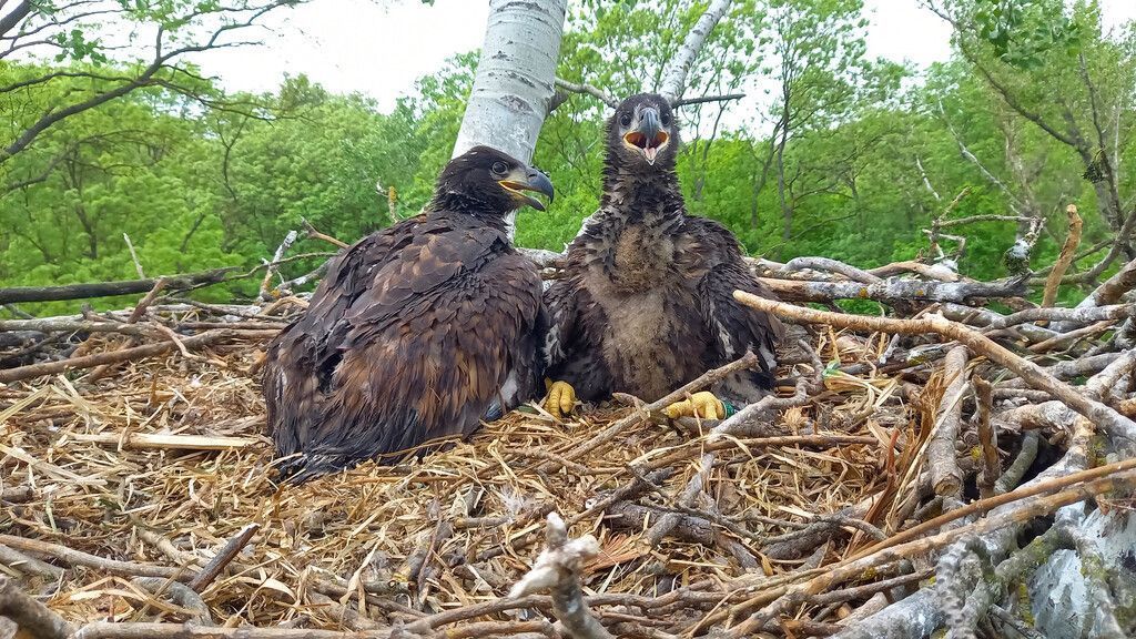 Tierische Gewinner und Verlierer