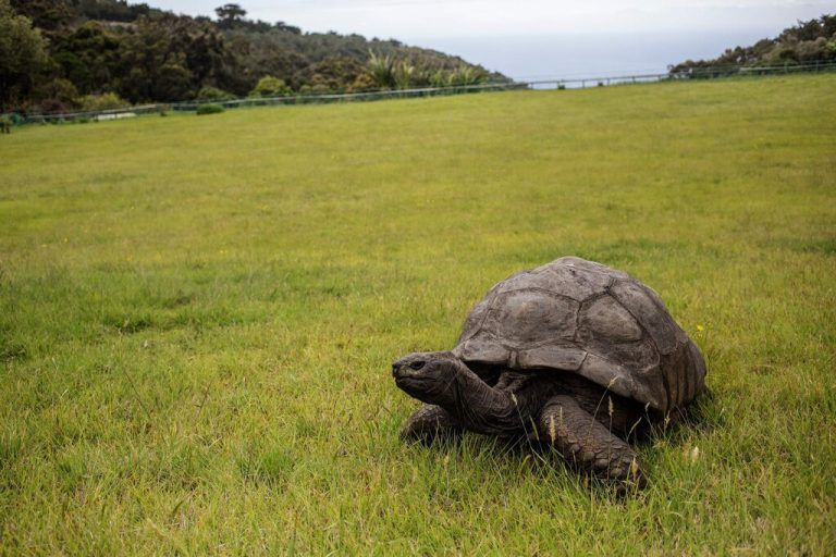 Jonathan lebt im Garten des Gouverneurssitzes auf der Insel St. Helena. AFP